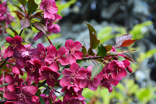 Dark red crabapple blossoms Malus Royalty photo