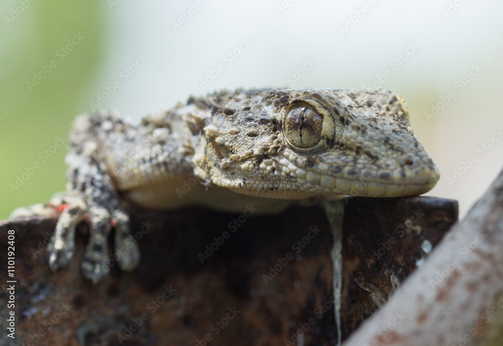 Gecko, lézard Gecko, lézard