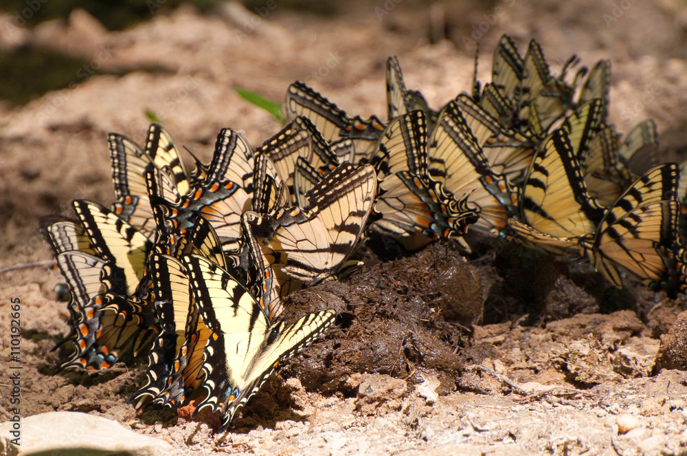Tiger swallowtail butterflies are eating horse poop. Stock Photo Adobe Stock