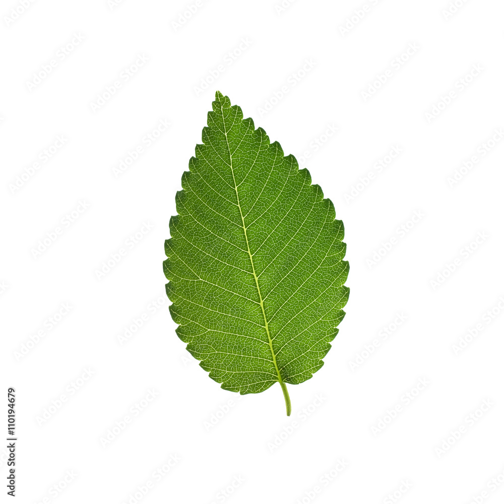 Fototapeta premium Elm tree leaf isolated on white background