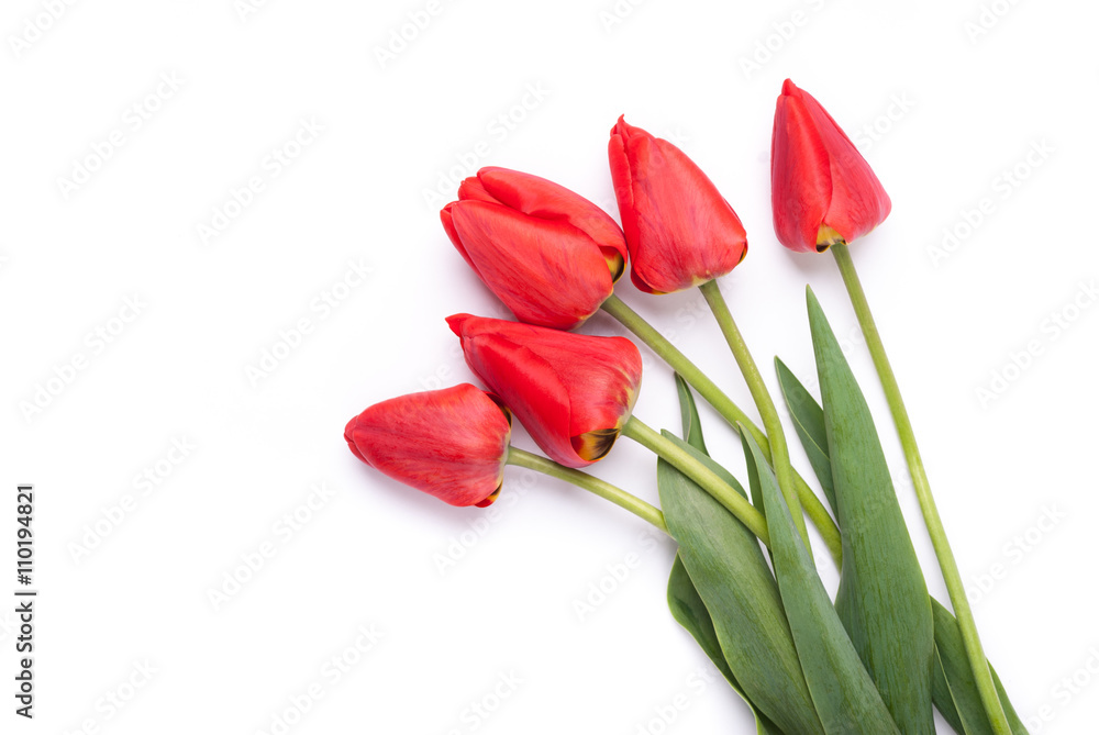 Bouquet of red tulips on a white background. Bouquet of red tulips on a white background.