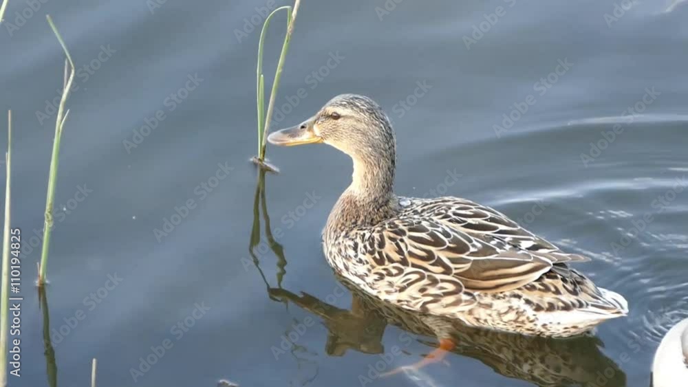 ducks swimming in the pond/ducks swimming in the pond