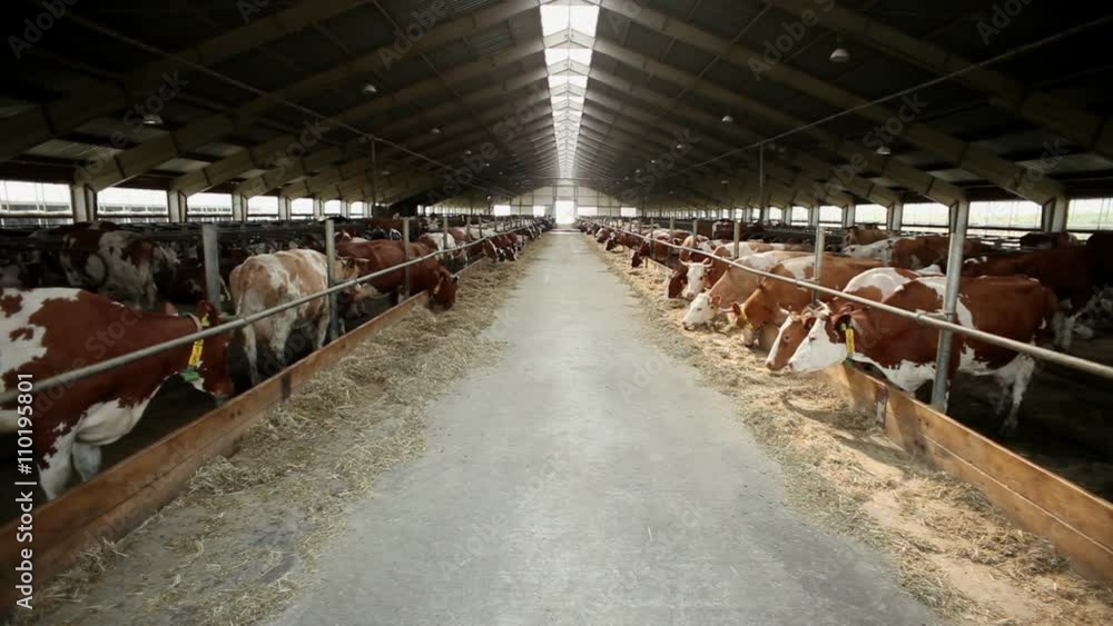 Livestock farming. Dairy cows eating nutritious fodder standing in the stall Livestock farming. Dairy cows eating nutritious fodder standing in the stall