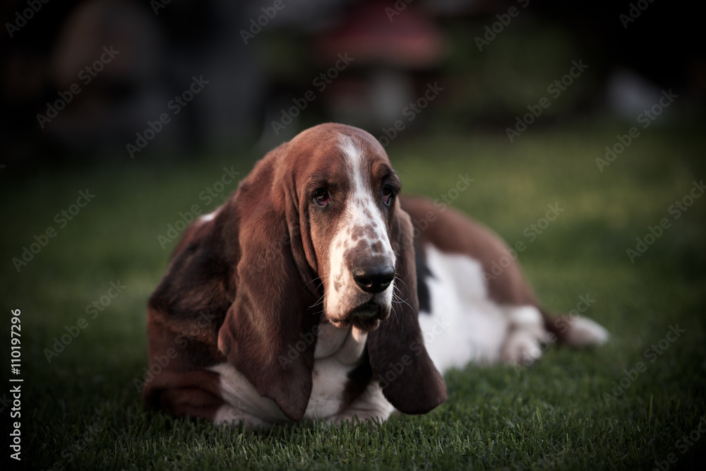 Basset hound. This dog is a laid-back family friend who loves kids.