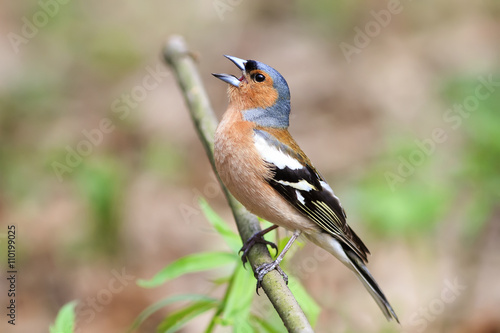 bird Chaffinch sings a song in spring green forest © nataba