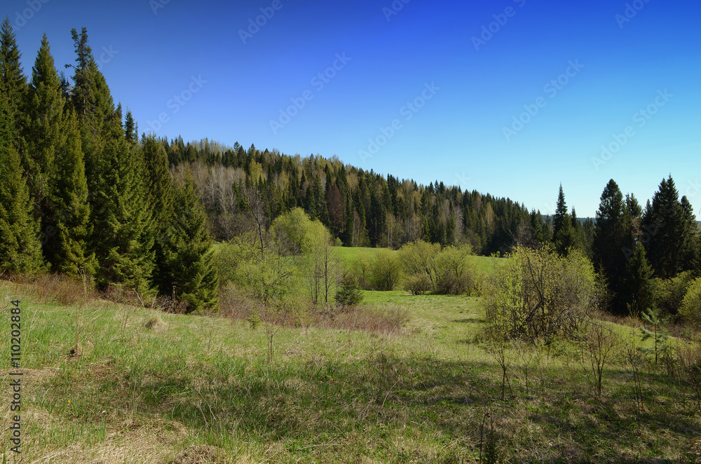 Spring forest meadow