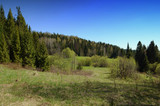 Spring forest meadow