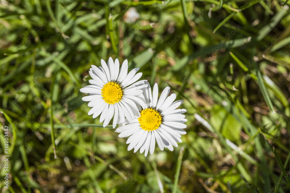 Obraz premium two blooming daisies