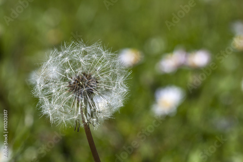 detail of dandelion