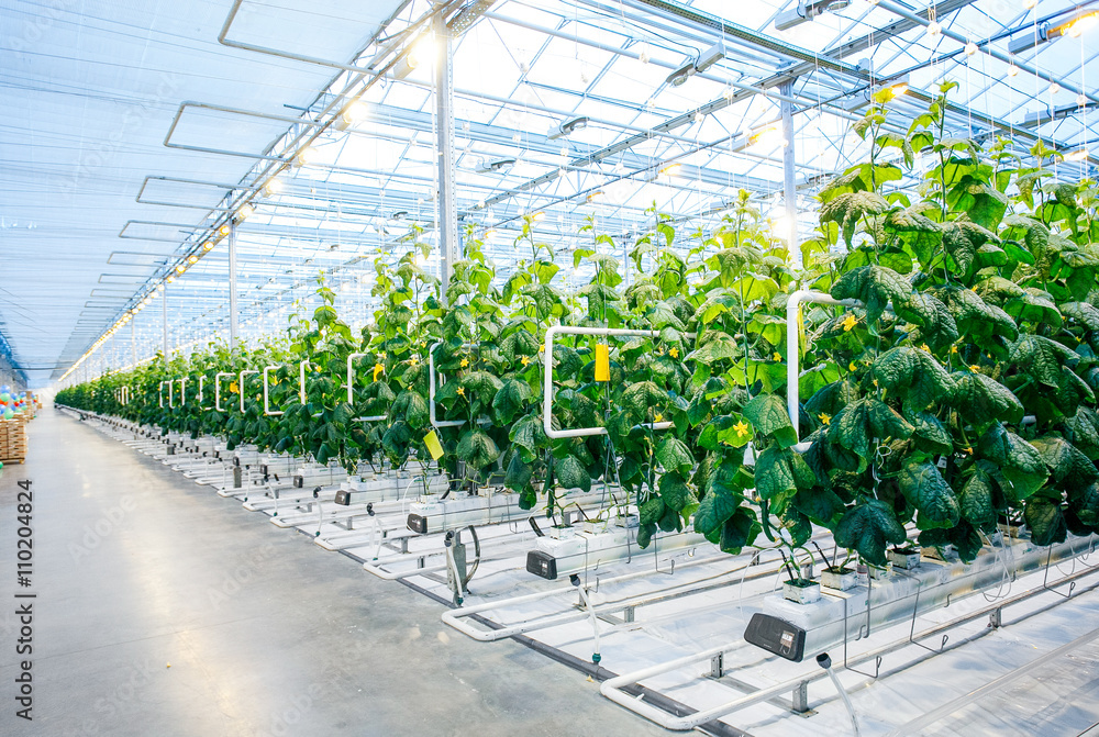 Fototapeta premium Green crop in modern greenhouse