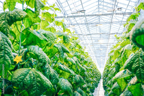 Fotografia, Obraz cucumber in modern greenhouse close up