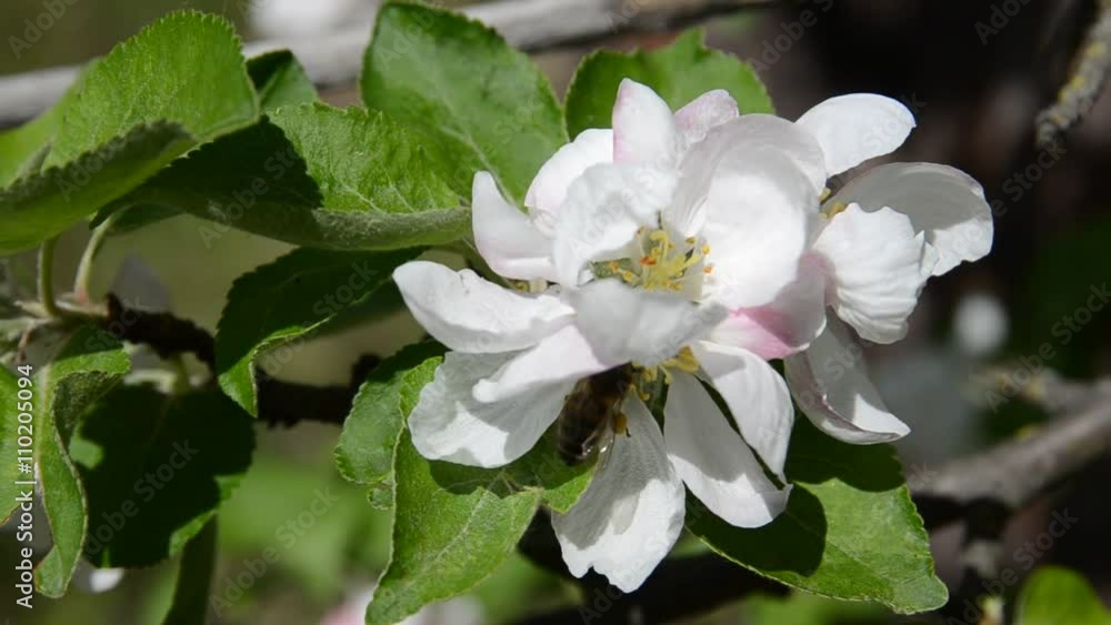 Flowers of apple tree and honey bee in the spring day. Flowers of apple tree and honey bee in the spring day.