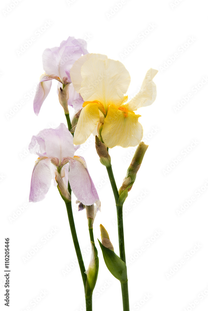 Iris isolated