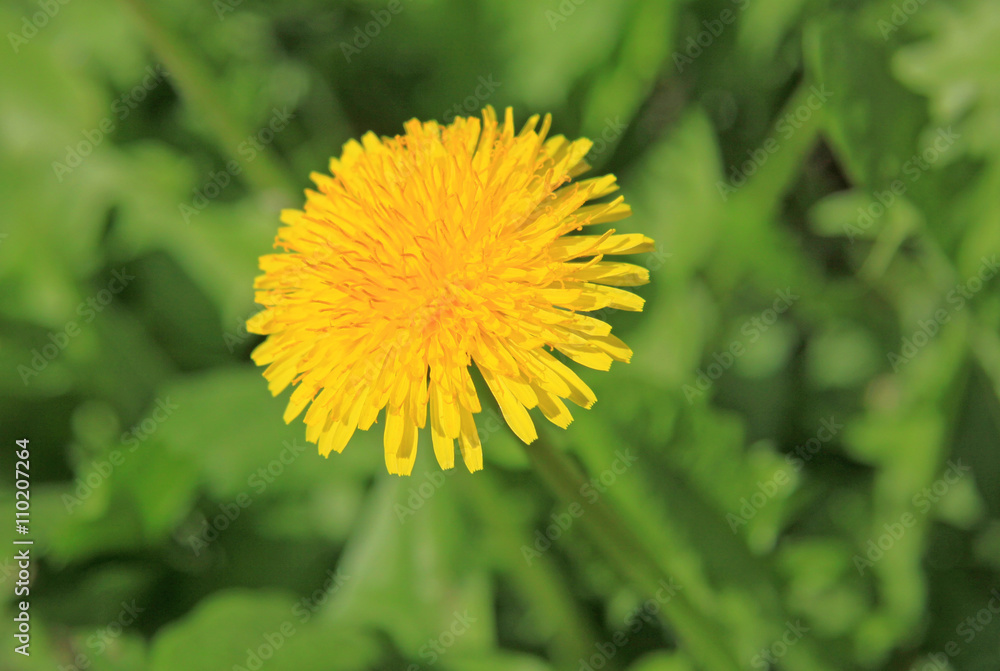 Yellow dandelion on the green field in spring Yellow dandelion on the green field in spring