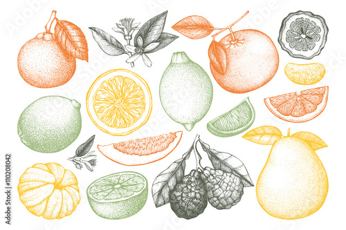 Vintage vector Ink hand drawn collection of citrus fruits isolated on white background. Sketched illustration of highly detailed citrus fruits outlines