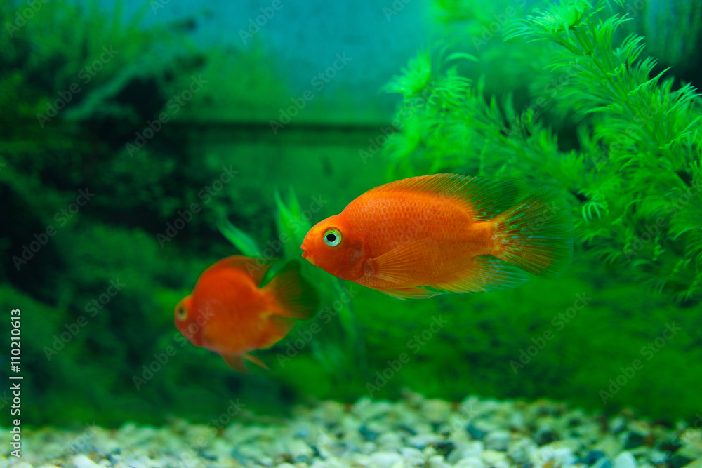 Red Blood Parrot Cichlid in aquarium plant green background. Goldfish, funny orange colorful fish - hobby concept Red Blood Parrot Cichlid in aquarium plant green background. Goldfish, funny orange colorful fish - hobby concept