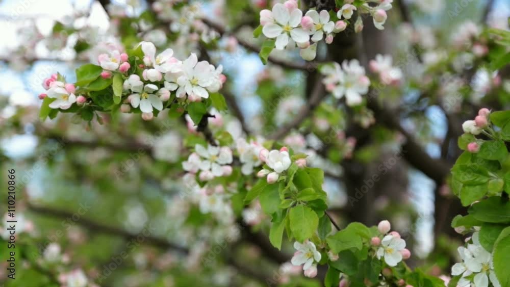 blossoming apple-tree in spring blossoming apple-tree in spring