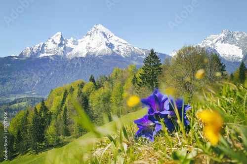 Wanderung Berchtesgadner Alpen mit Blick auf den Watzmann und Enzian photo