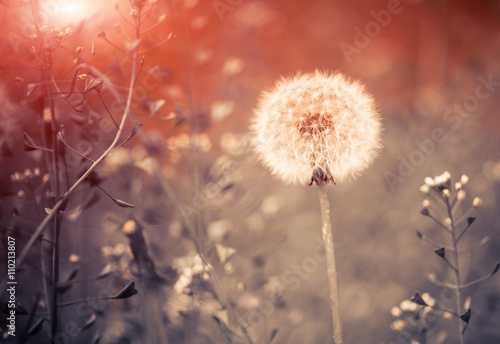 Fototapeta Naklejka Na Ścianę i Meble -  springtime dandelion at sunset