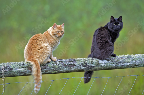 Cats ginger tabby and black and white together on fence