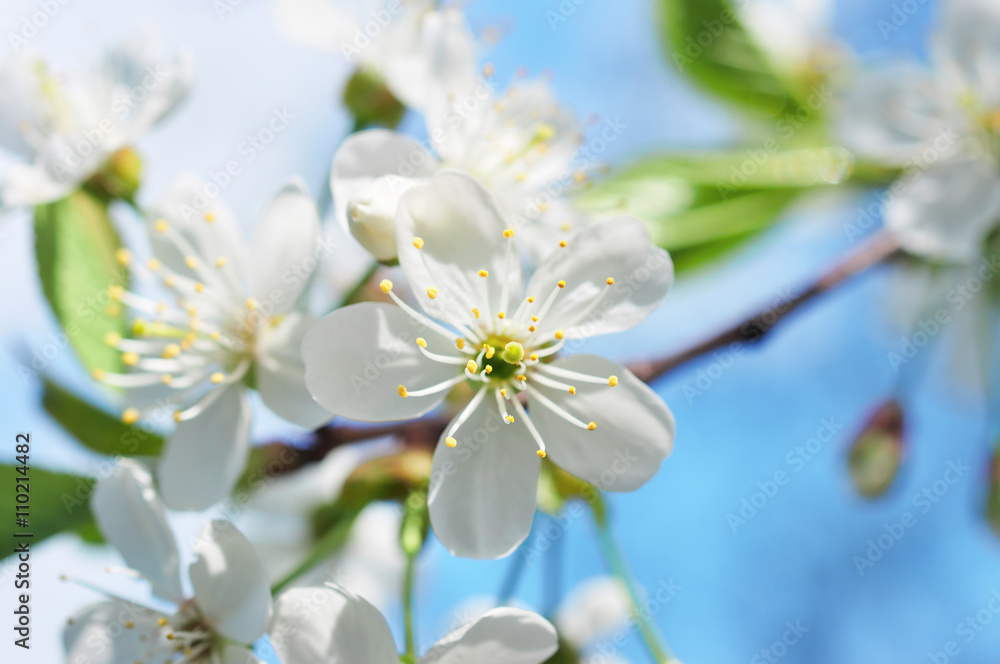 White cherry blossom White cherry blossom