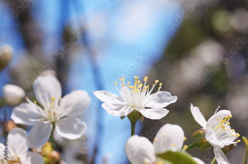 Fototapeta Naklejka Na Ścianę i Meble -  White cherry blossom
