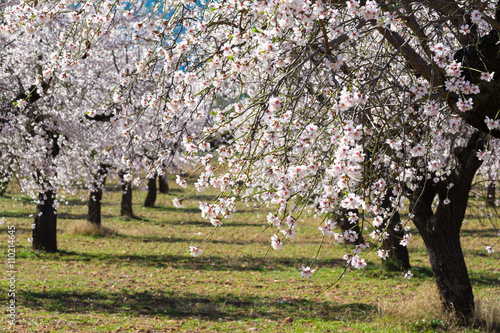 Fototapeta The blossoming almond trees in full bloom