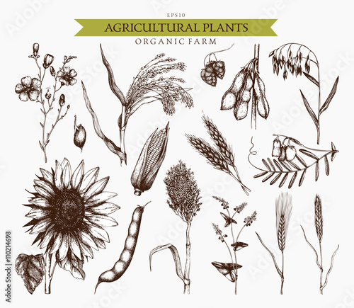 Vector collection of ink hand drawn agricultural plants sketches. Vintage illustration with legumes, cereal crops, sunflower and flax. Farm fresh and organic plants set.
