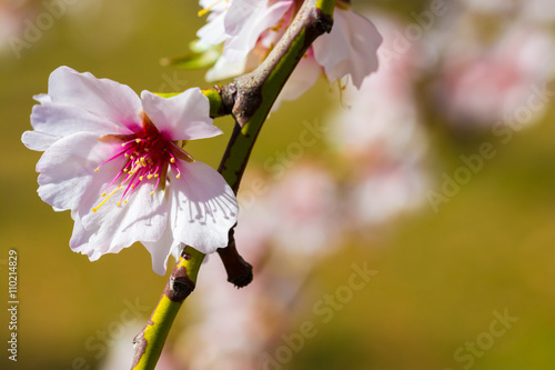 Closeup of a blossoming almond tree in full bloom photo