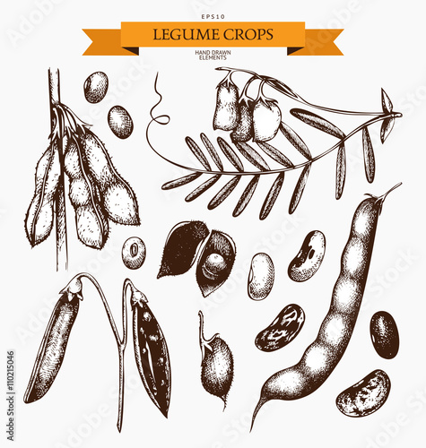 Vector collection of ink hand drawn legume crops sketches. Vintage set of legumes and legume products. Farm fresh and organic food illustration