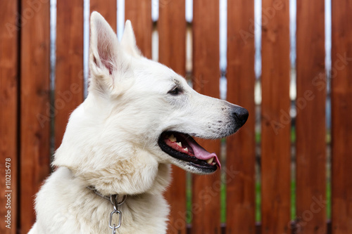 White Swiss shepherd dog, wooden fence on background