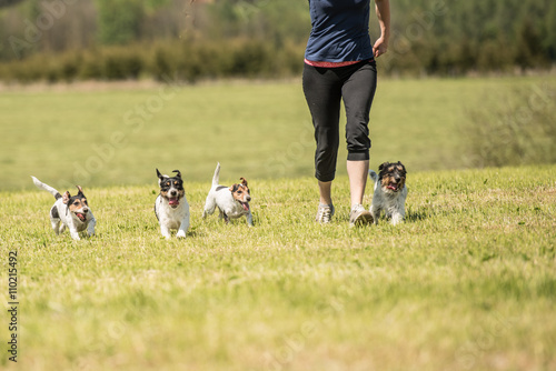 Spazieren gehen in der Natur mit mehreren Hunden - vier Jack Russell Terrier