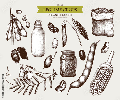 Vector collection of ink hand drawn legume crops sketches. Vintage set of legumes and legume products. Farm fresh and organic food illustration