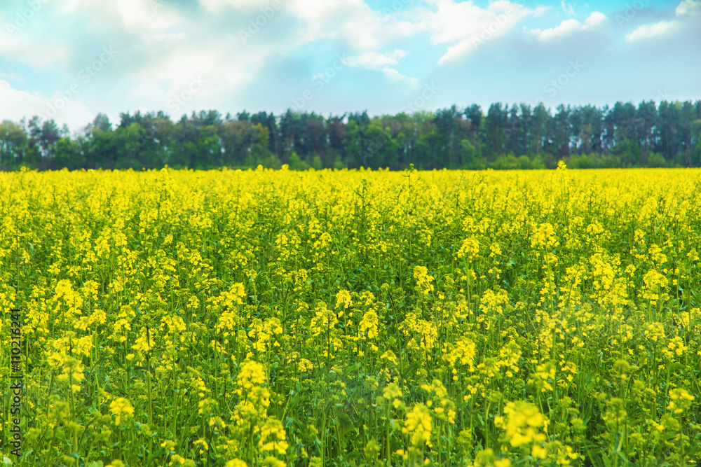 Fototapeta premium yellow flower in a field landscape