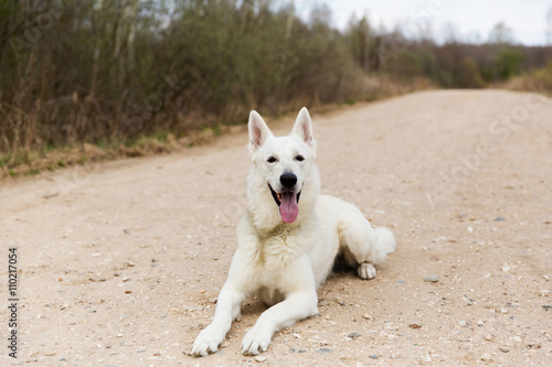 White Swiss shepherd dog lie on the road