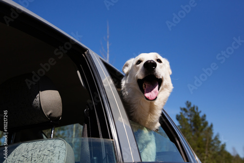 White Swiss shepherd dog looking out of car window