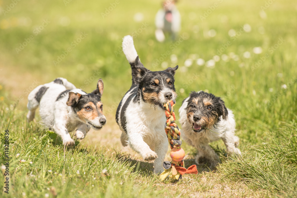 Freche Hunde beim Spielen auf einem Feldweg - Jack Russell Terrier Freche Hunde beim Spielen auf einem Feldweg - Jack Russell Terrier