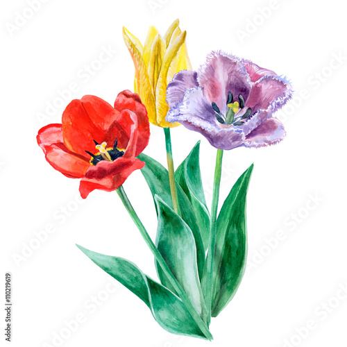 Watercolor sketch of purple, yellow and red tulips isolated