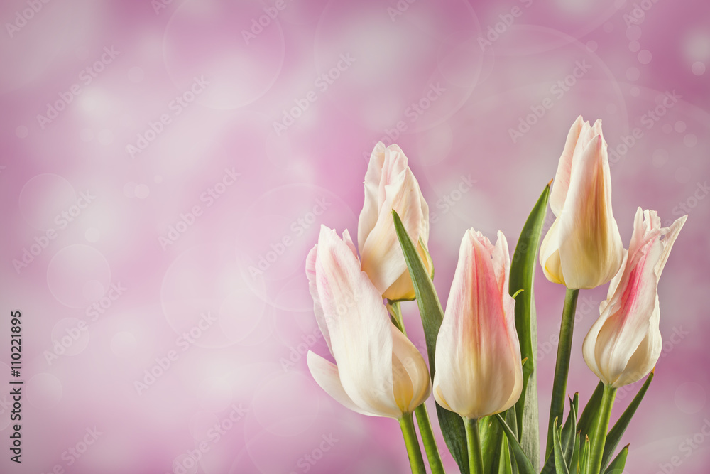 Five white tulips on light blured background