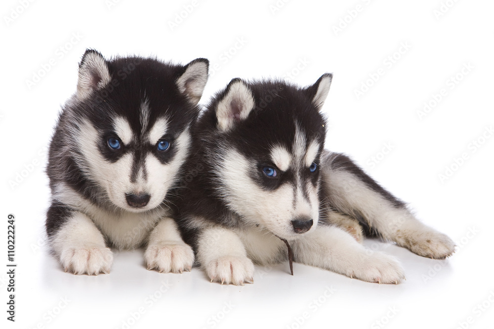 Several puppies husky dog with blue eyes (isolated on white)
