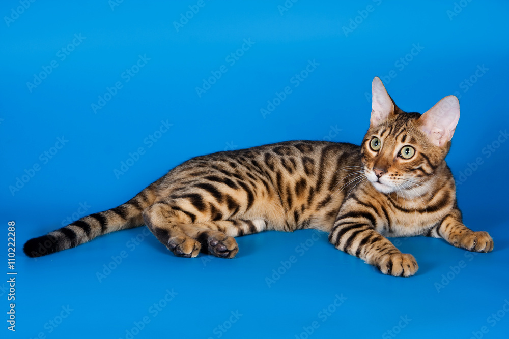 Fototapeta premium Striped red cat on a blue background bengal