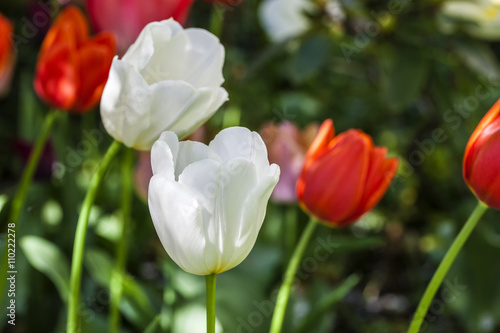 Red and white flowers