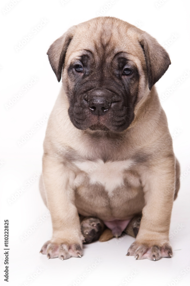 Brown Cane Corso puppy dog (isolated on white)