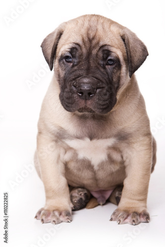 Brown Cane Corso puppy dog  isolated on white 