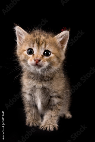 Fluffy red kitten looking at the camera (isolated on black)