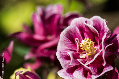 Aquilegia photo