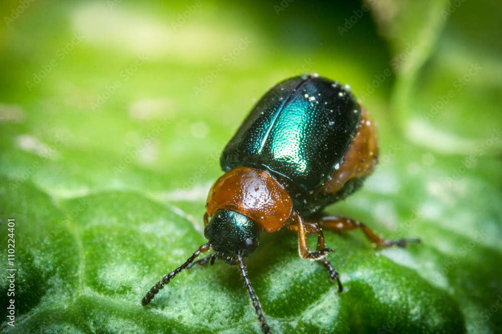 Naklejka premium Shiny Leaf Beetle