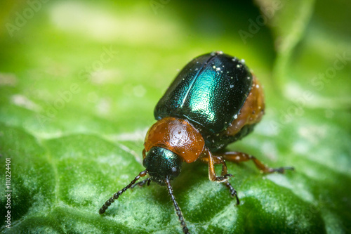 Shiny Leaf Beetle