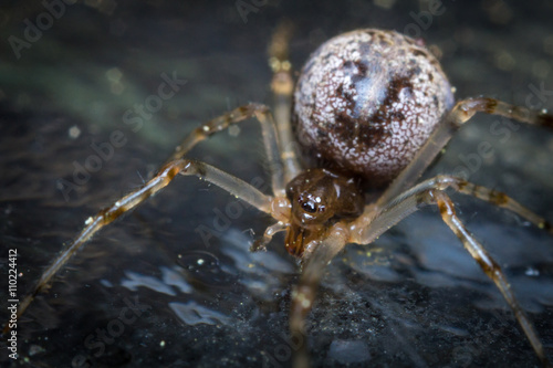 Common House Spider