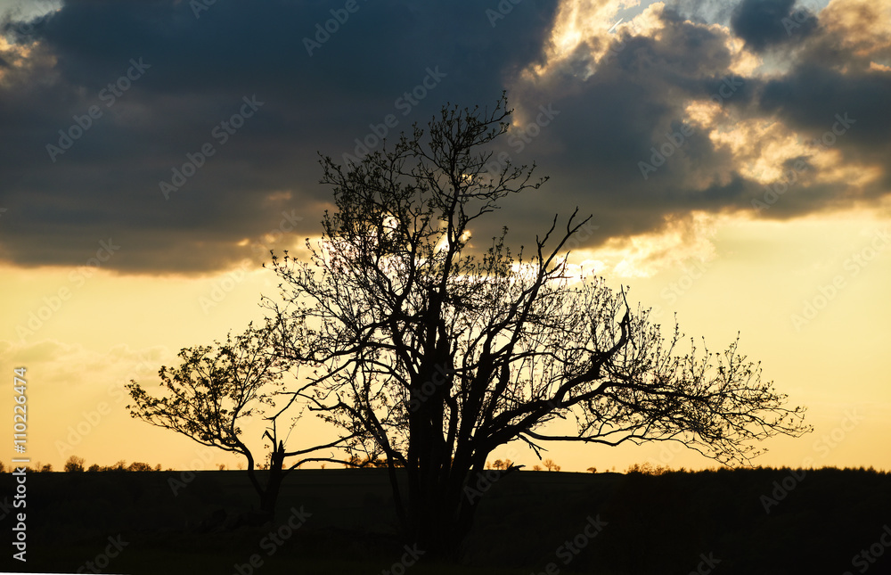 Fototapeta premium Wind tree in Krusne hory mountains